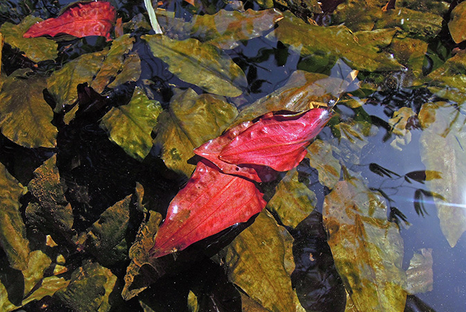Cryptocoryne cordata