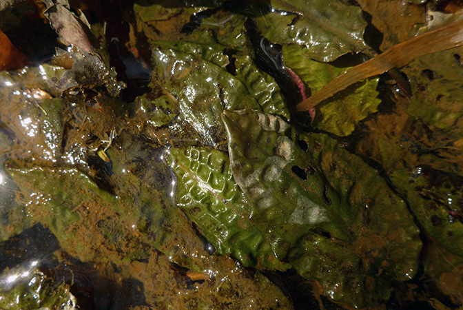 Cryptocoryne cordata