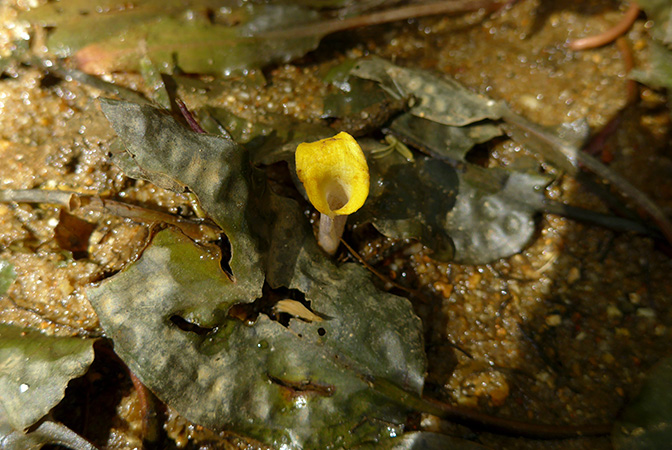 Cryptocoryne cordata