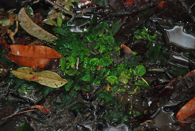 Cryptocoryne elliptica