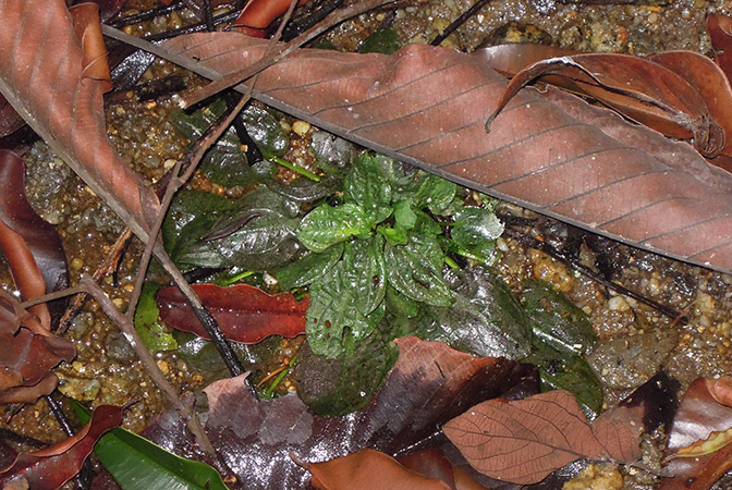 Cryptocoryne elliptica