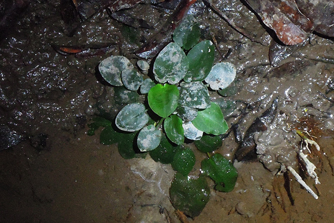 Cryptocoryne elliptica