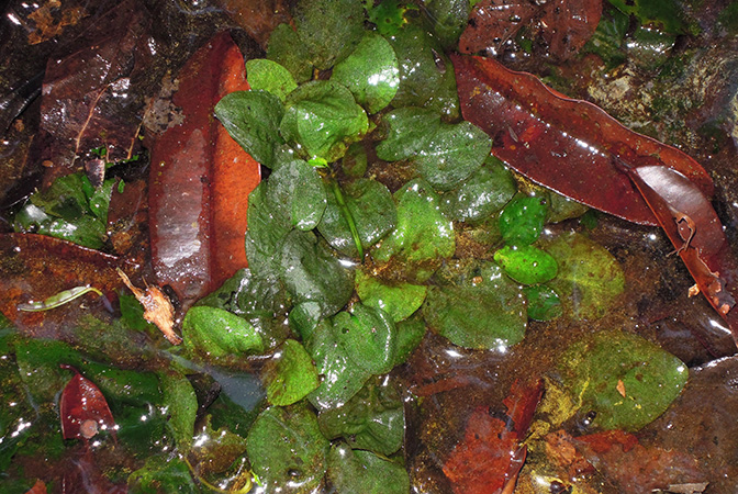 Cryptocoryne elliptica