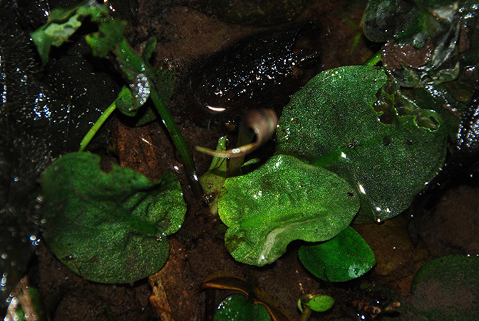 Cryptocoryne elliptica