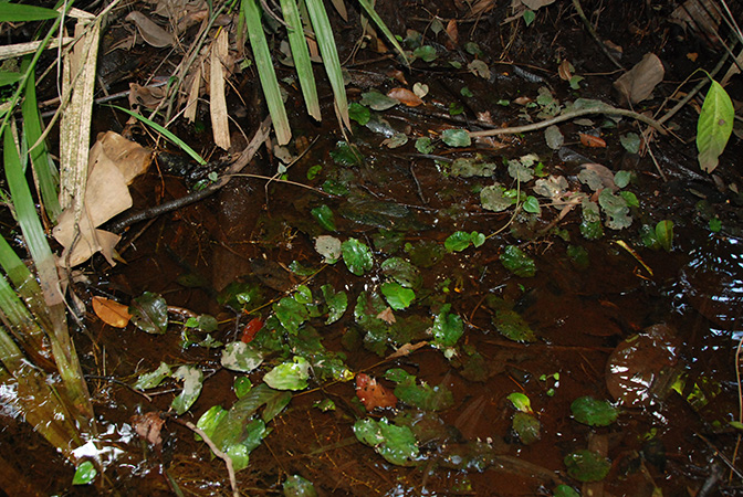 Cryptocoryne griffithii