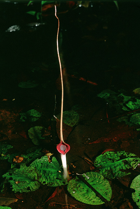 Cryptocoryne longicauda