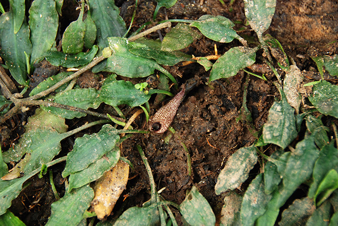 Cryptocoryne minima