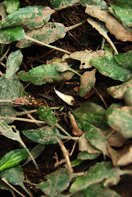 Cryptocoryne minima