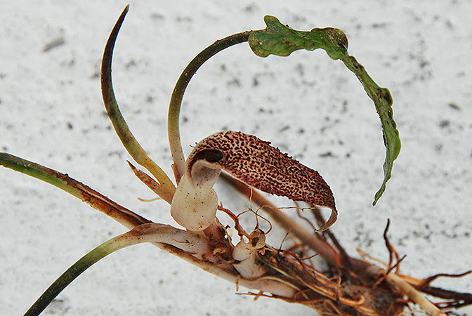 Cryptocoryne minima