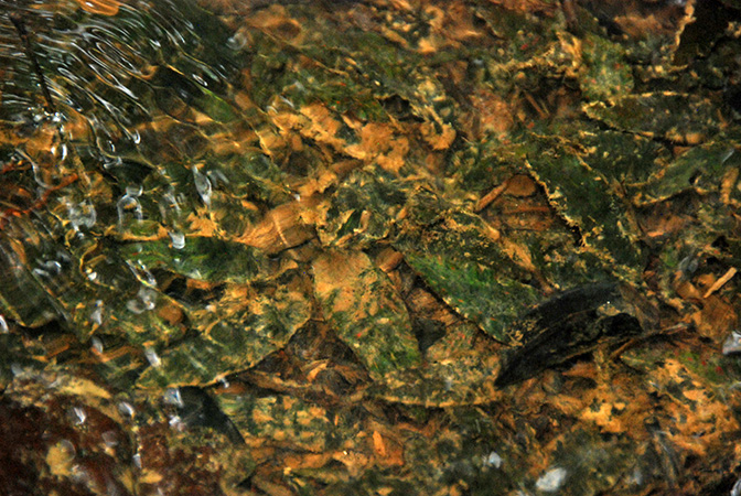 Cryptocoryne nurii