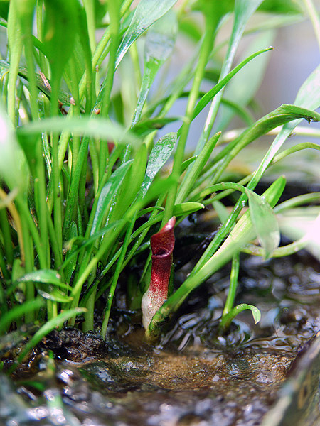 Cryptocoryne parva
