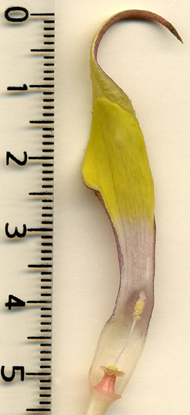Cryptocoryne pontederiifolia