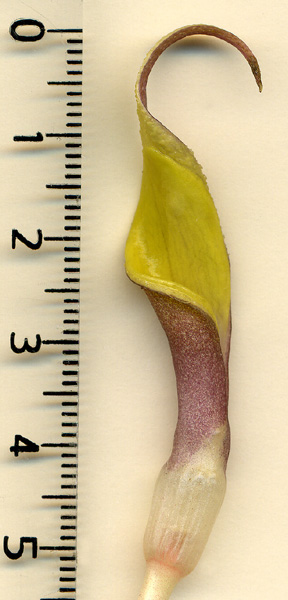 Cryptocoryne pontederiifolia