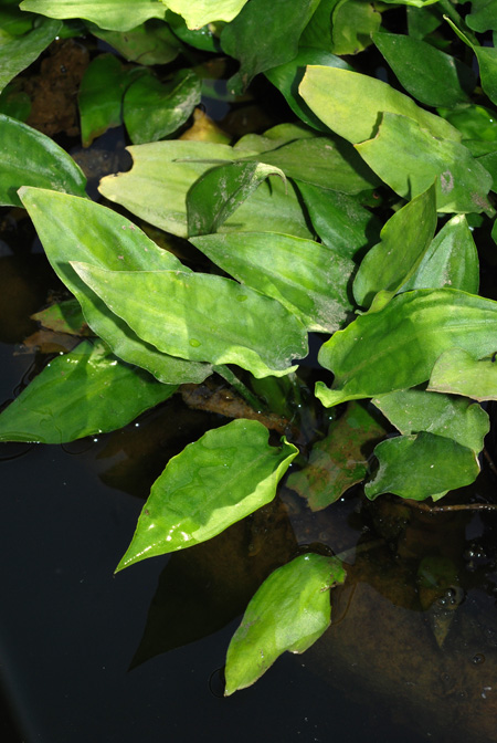 Cryptocoryne pontederiifolia