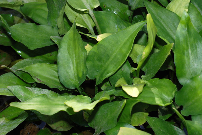 Cryptocoryne pontederiifolia