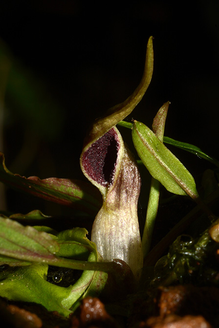 Cryptocoryne pygmaea