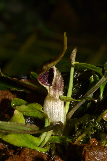Cryptocoryne pygmaea