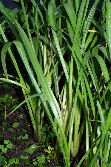 Cryptocoryne retrospiralis