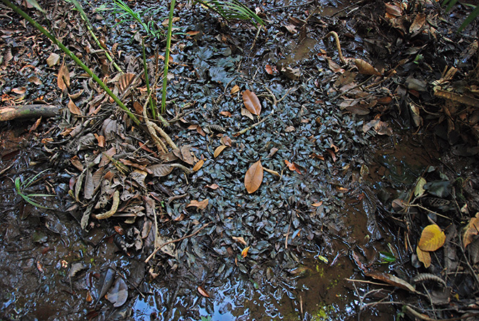 Cryptocoryne schulzei