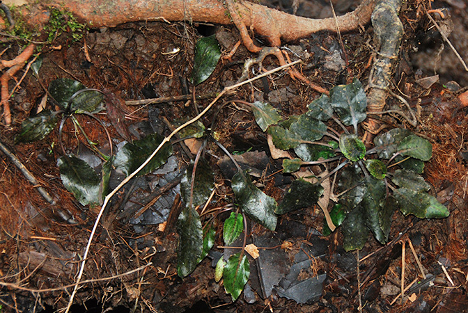 Cryptocoryne schulzei