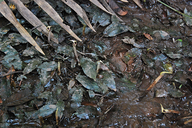 Cryptocoryne schulzei