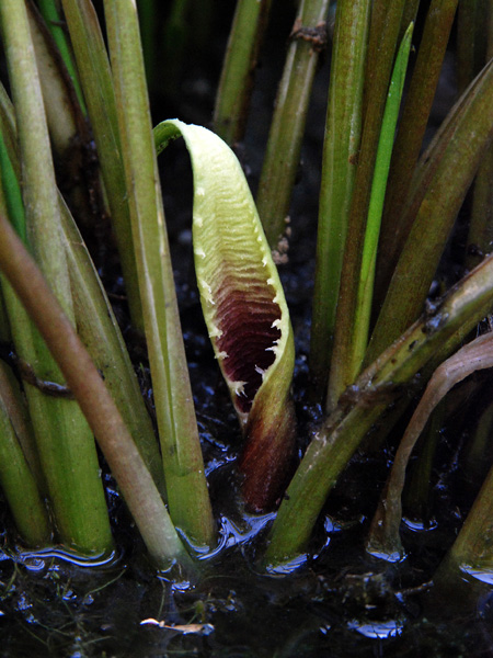 Cryptocoryne spiralis