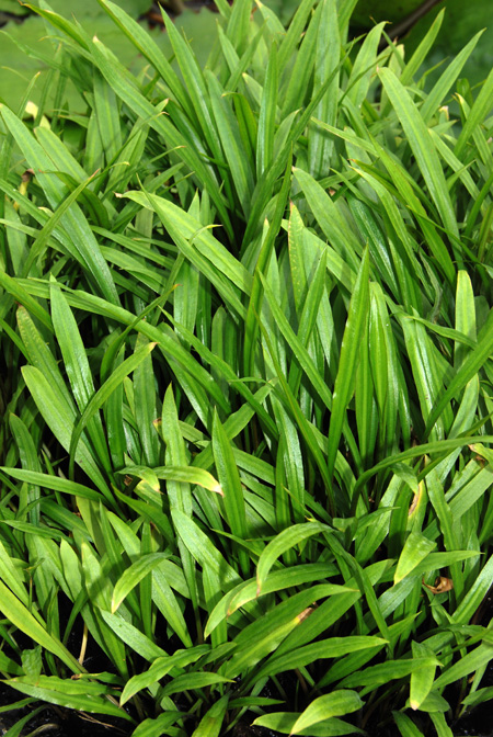 Cryptocoryne spiralis