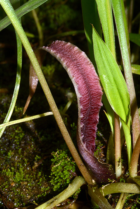 Cryptocoryne spiralis