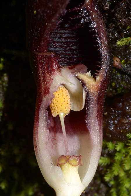 Cryptocoryne spiralis