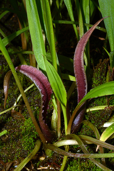 Cryptocoryne spiralis