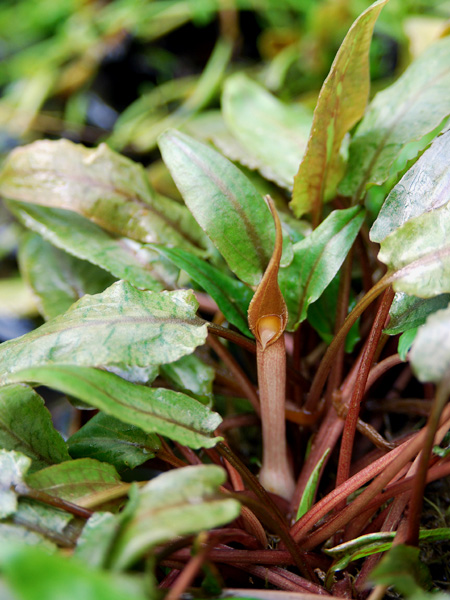 Cryptocoryne undulata