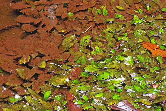 Cryptocoryne × timahensis