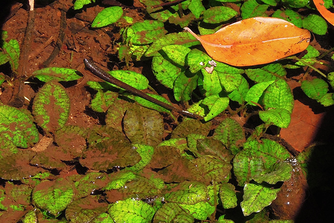 Cryptocoryne × timahensis