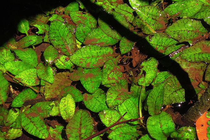 Cryptocoryne × timahensis