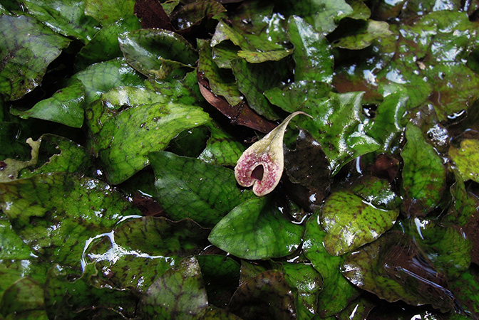 Cryptocoryne × timahensis
