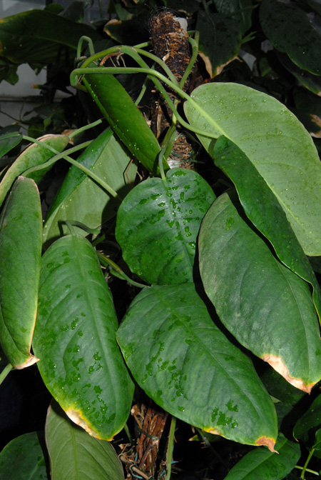 Culcasia angolensis