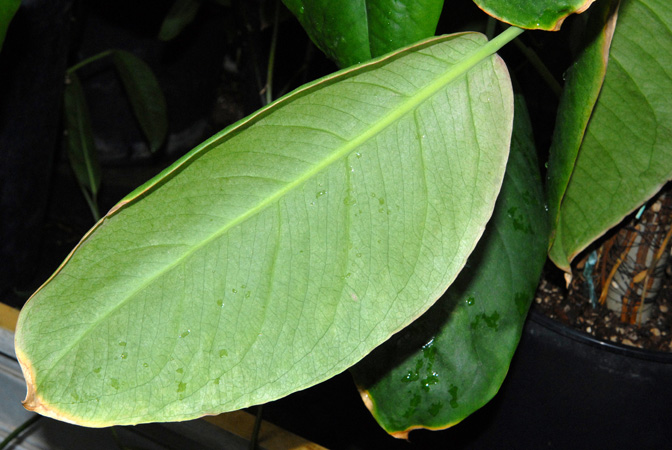 Culcasia angolensis