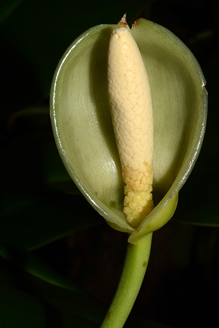 Culcasia angolensis