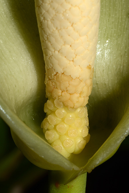 Culcasia angolensis