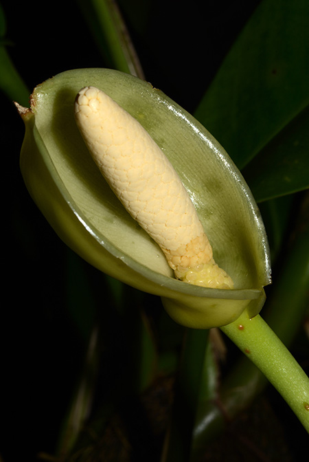 Culcasia angolensis