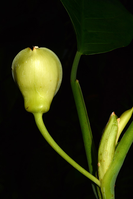 Culcasia angolensis