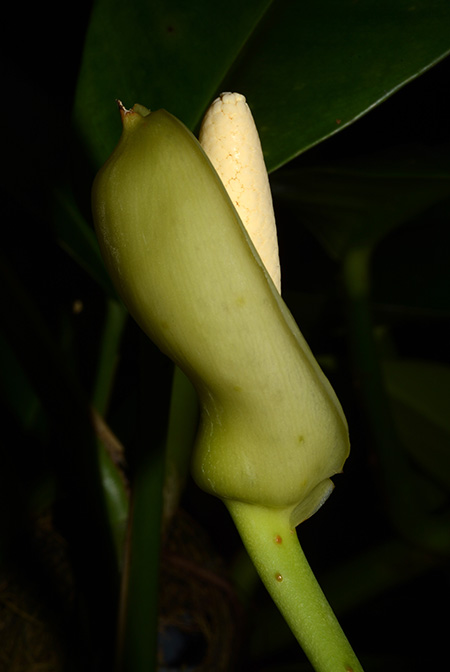 Culcasia angolensis