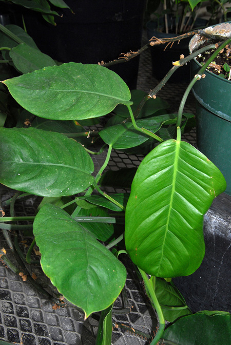 Culcasia insulana