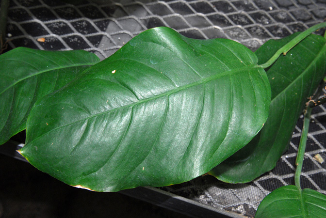 Culcasia insulana