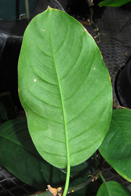 Culcasia insulana