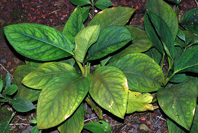 Culcasia mannii
