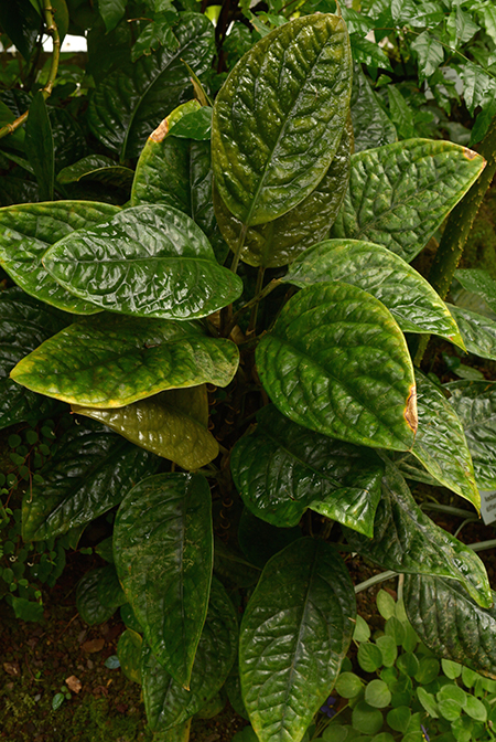 Culcasia mannii