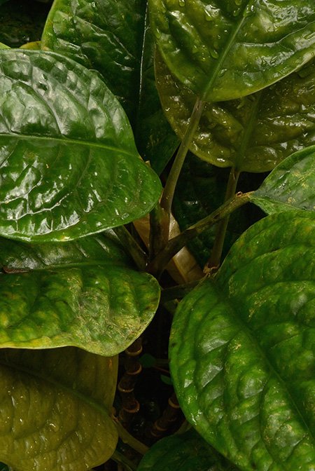 Culcasia mannii