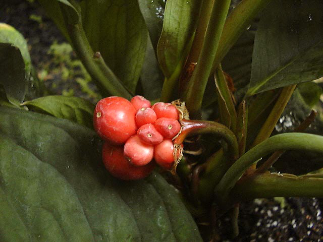Culcasia mannii
