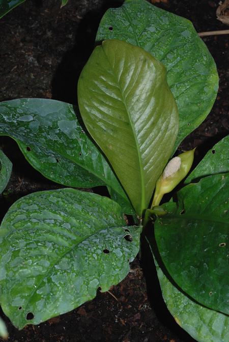 Culcasia panduriformis